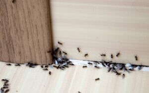 Ants from Entering Your House