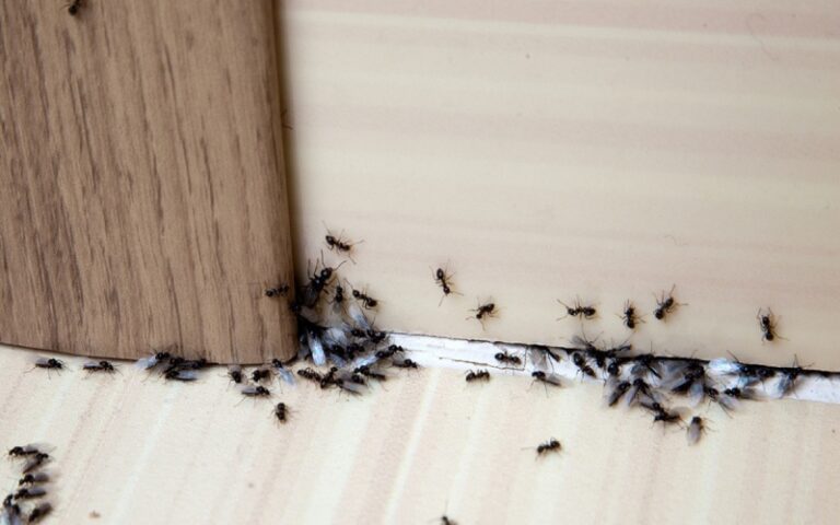What are Significant Ways of Preventing Ants from Entering Your House?