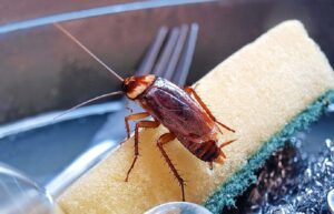 pest control for people residing in Rowlett Texas