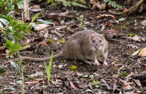 Combating Bird Mites, Rats, and Fleas with Professional Expertise