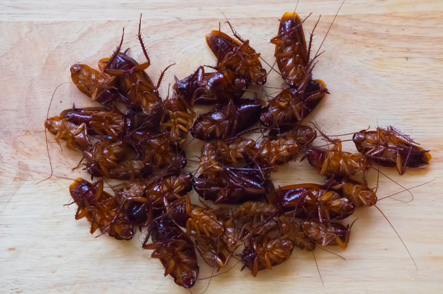 Collinsville exterminators