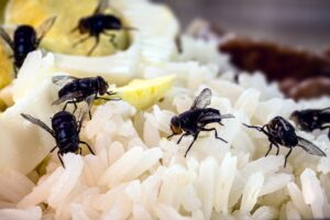 How Pests Can Contaminate