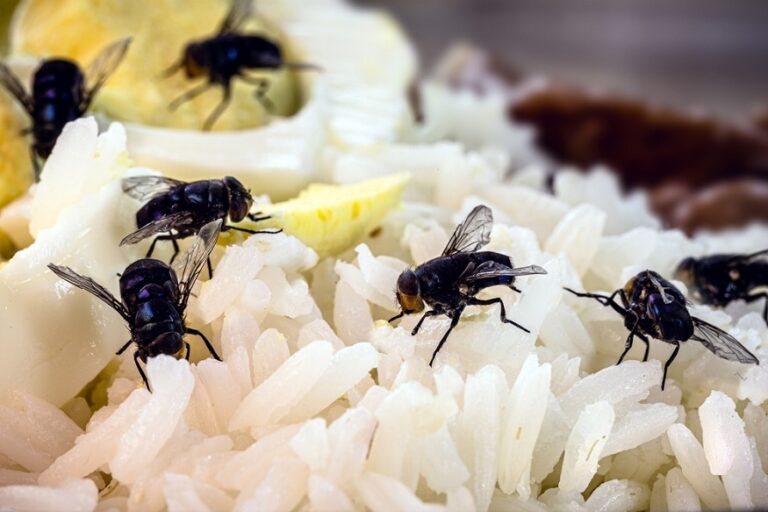 How Pests Can Contaminate Your Food and Water