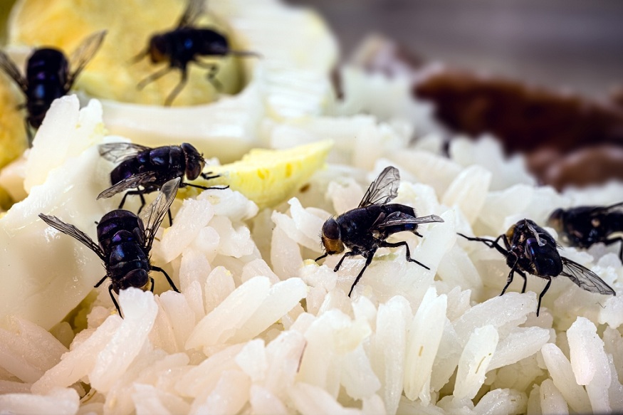 How Pests Can Contaminate