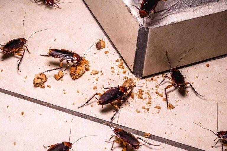 Understanding Hidden Pest Infestations in Walls and Attics