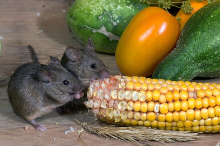Restaurateurs in Rockville Town Square: Here Is  How to Prevent Rodent Infestations Year-Round